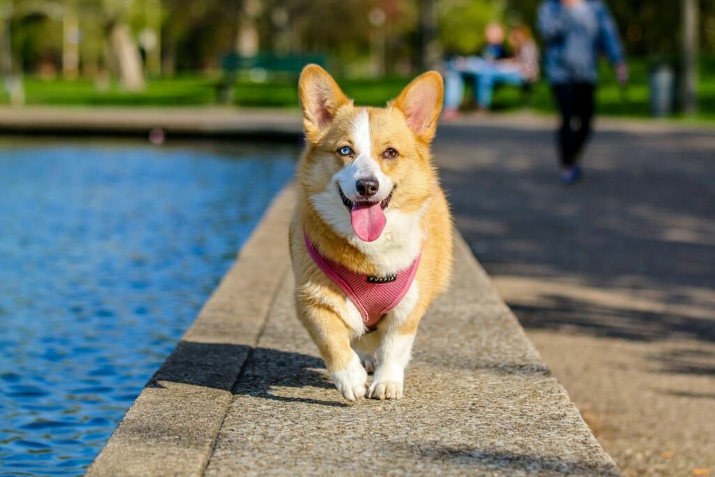 Cute little corgi walking towards the camera